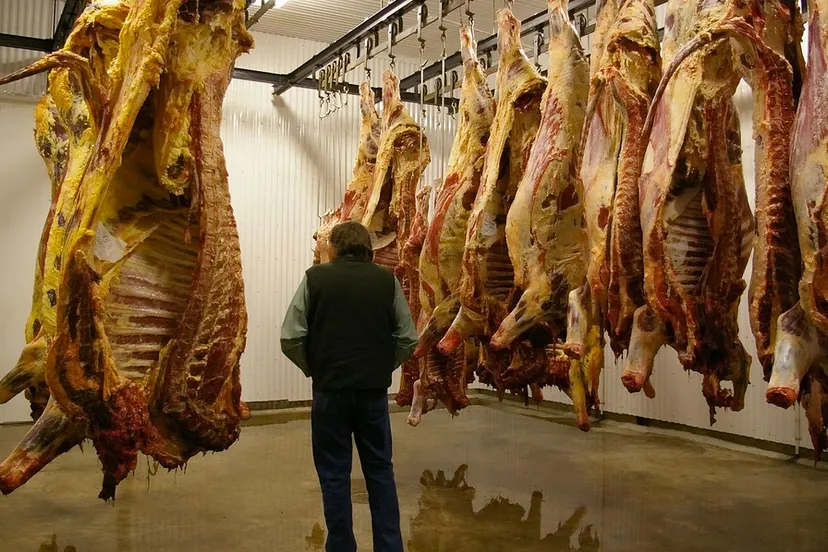 koelruimte geslacht vee