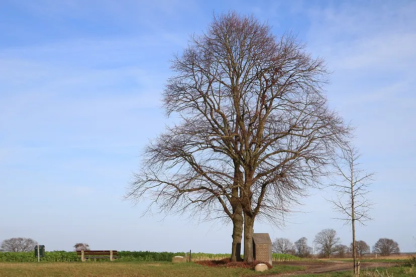 kollenberg boom winter december 2019