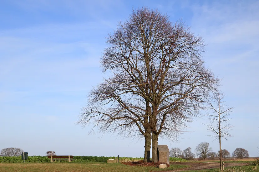 kollenberg boom winter december 2019
