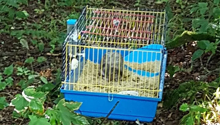 konijn in kooi gedumpt in bos bij born