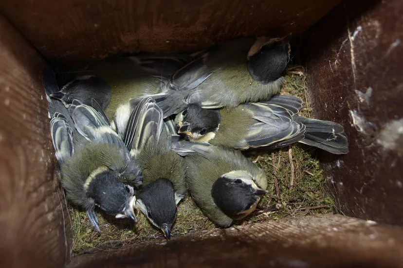 koolmeesjes cc0 joke van der leij via pixabay