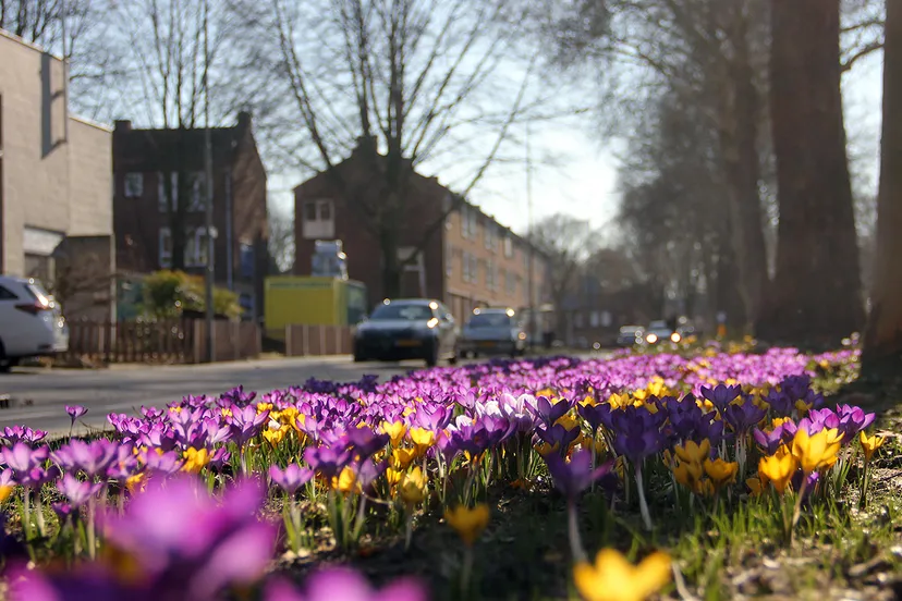 krokussen op oranjelaan geleen 27 februari 2019