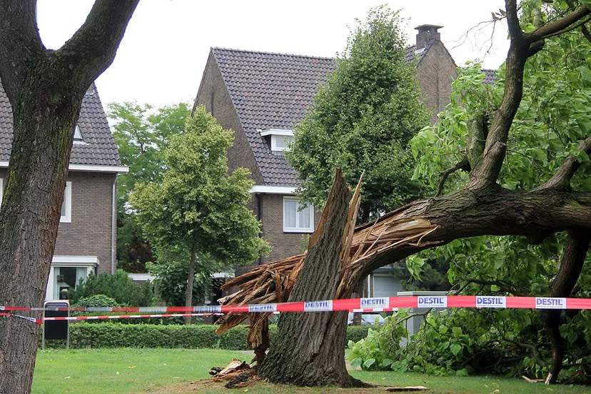 kromstraat boom om 25 juli 2015