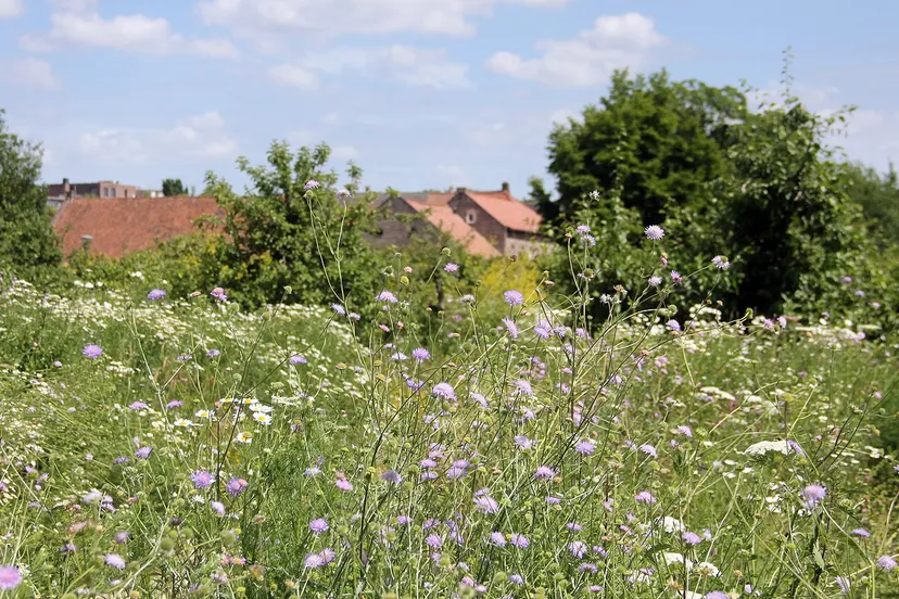 kruiden en bloemen in ursulinentuin