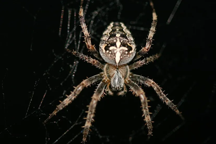 kruisspin cc0 via pixabay