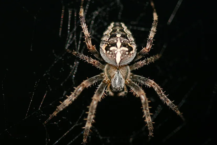 kruisspin cc0 via pixabay