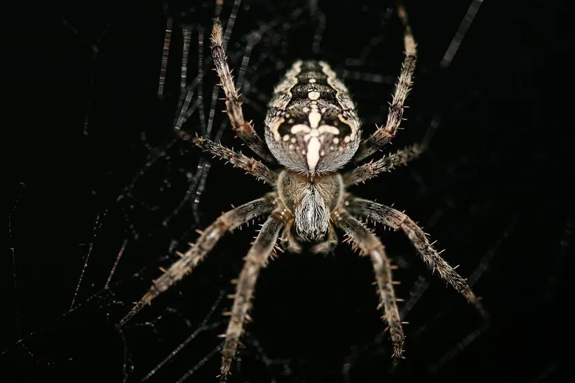 kruisspin pixabay cc0