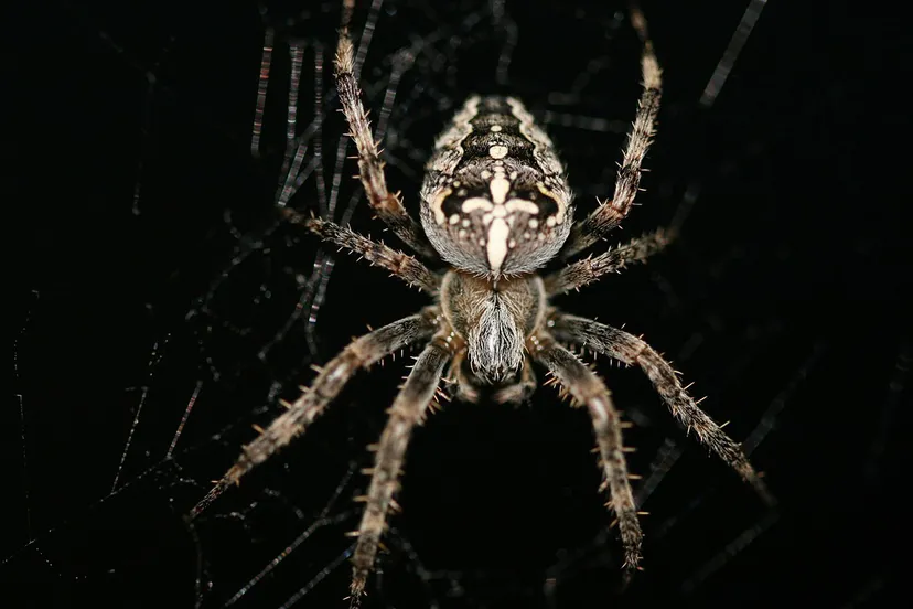 kruisspin pixabay cc0