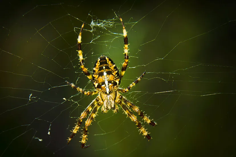 kruisspin via wikimedia