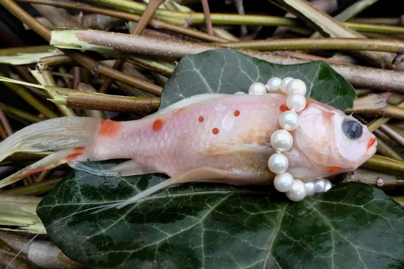 kunstenaar rogate savelkoul