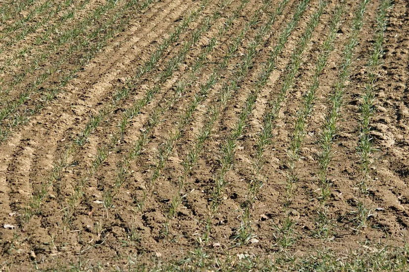 landbouw cc0 h hach via pixabay