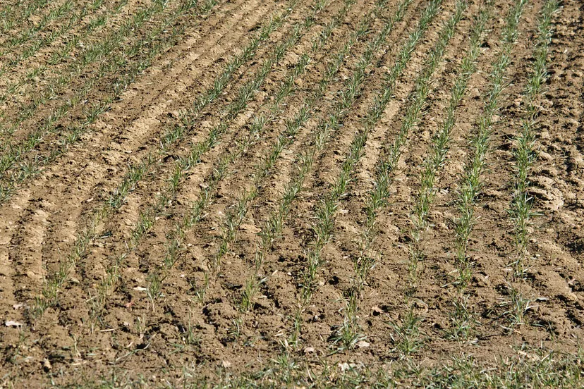 landbouw cc0 h hach via pixabay