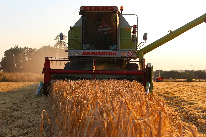 landbouw oogst spelt windraak guus queisen