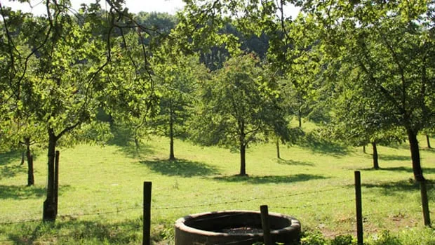 landschap munstergeleen zomer 620