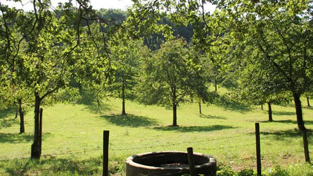 landschap munstergeleen zomer 620