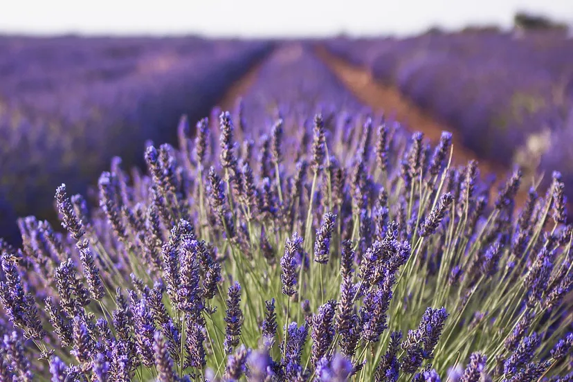 lavendel frankrijk cc0 pixabay