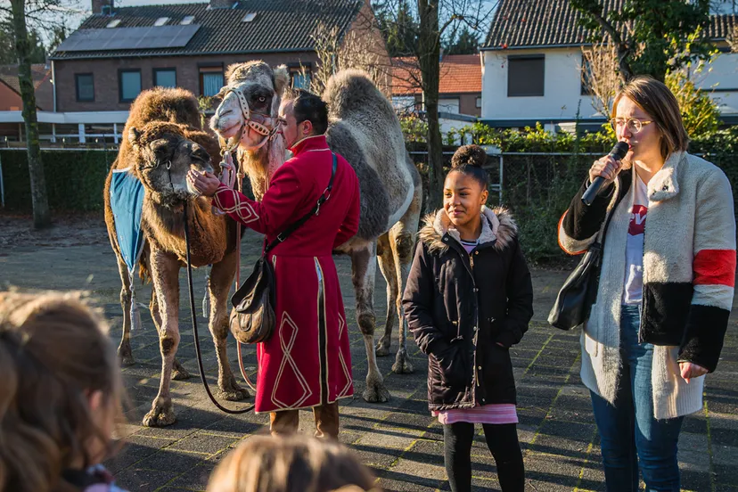 lavinia mbesa voor de dromedarissen van jan clements