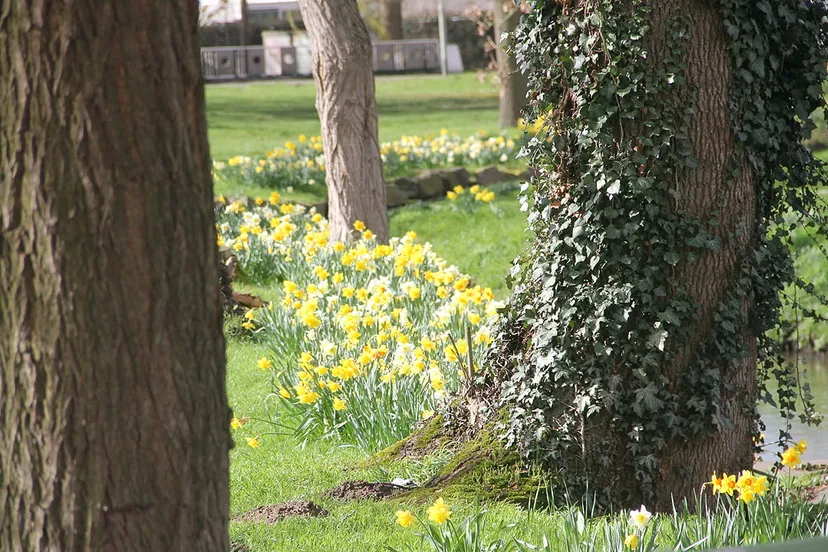 lente 2019 beek kastanjelaan sittard