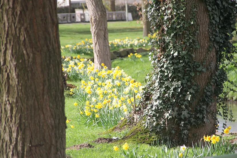 lente 2019 beek kastanjelaan sittard