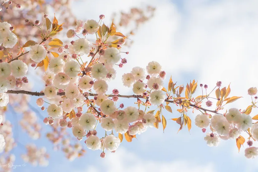 lente in het park 2019 3