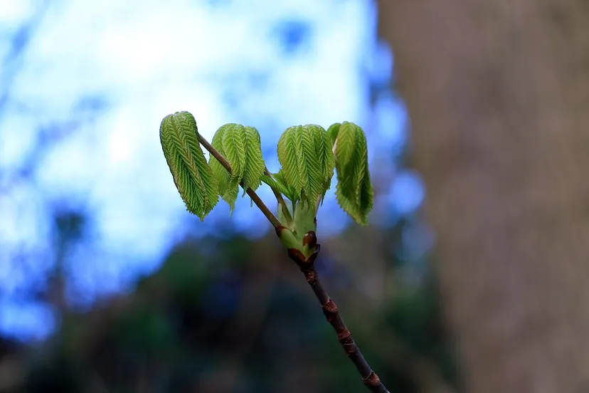 lente kollenberg 2020
