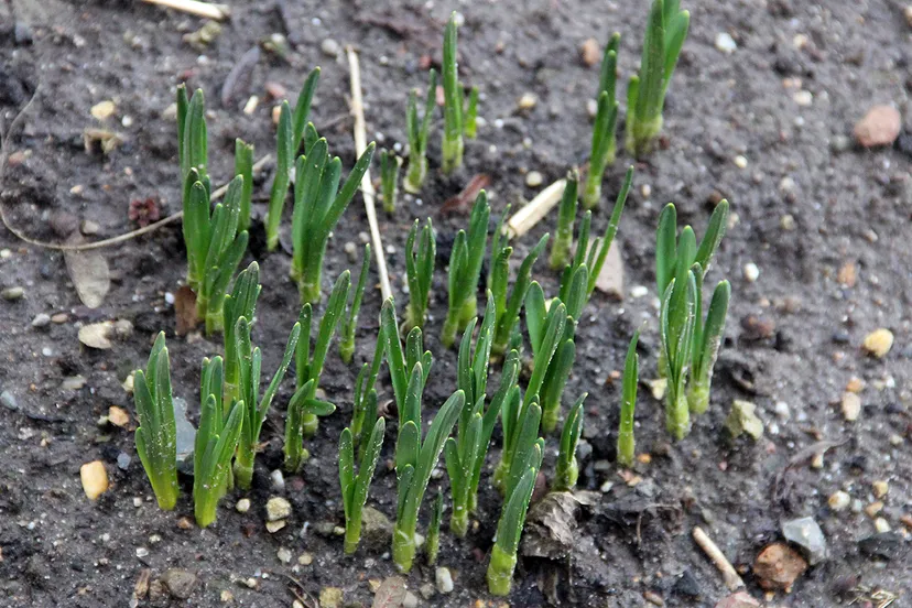 lente komt eraan 2019