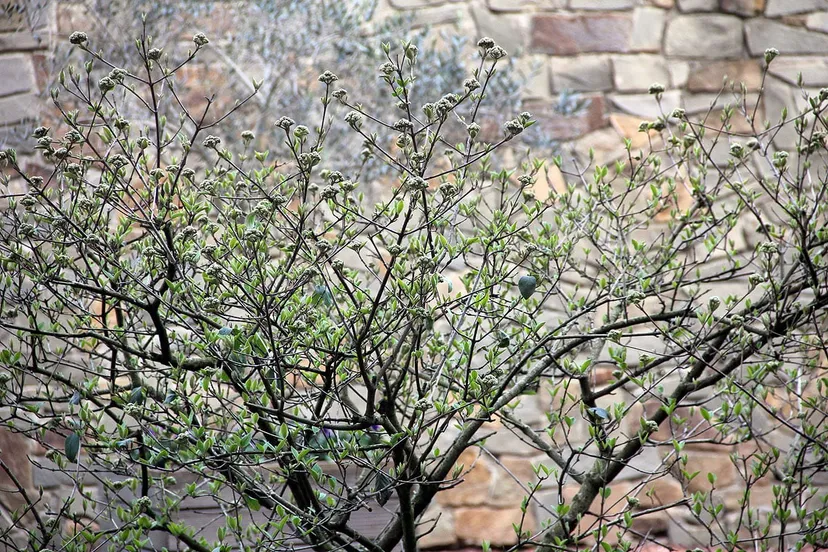 lente struiken lopen uit maart 2017