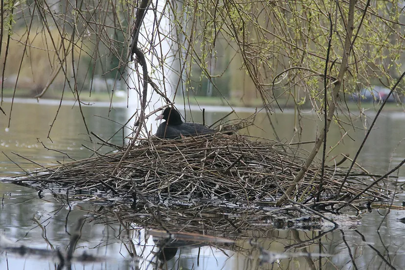 lente waterhoentje op nest in roeivijver stadspark sittard