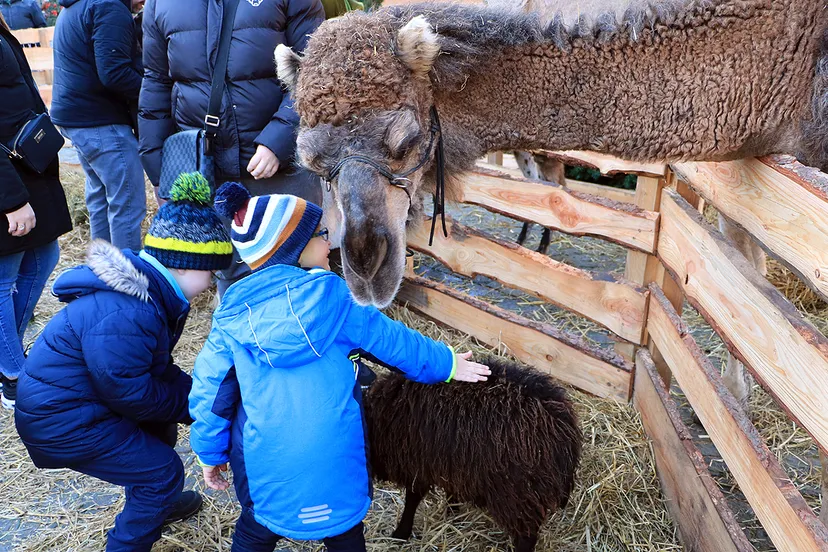 levende kerststal 2019 knuffelhoek 1