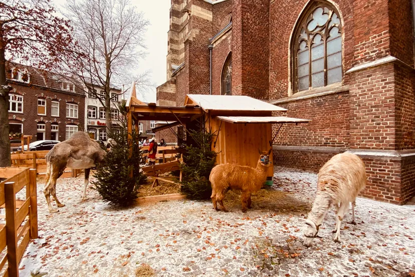 levende kerststal
