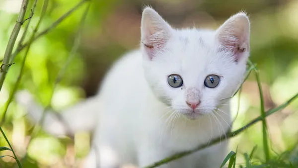 limiv82pljpn6k5f6wyfe9nmx witte poes