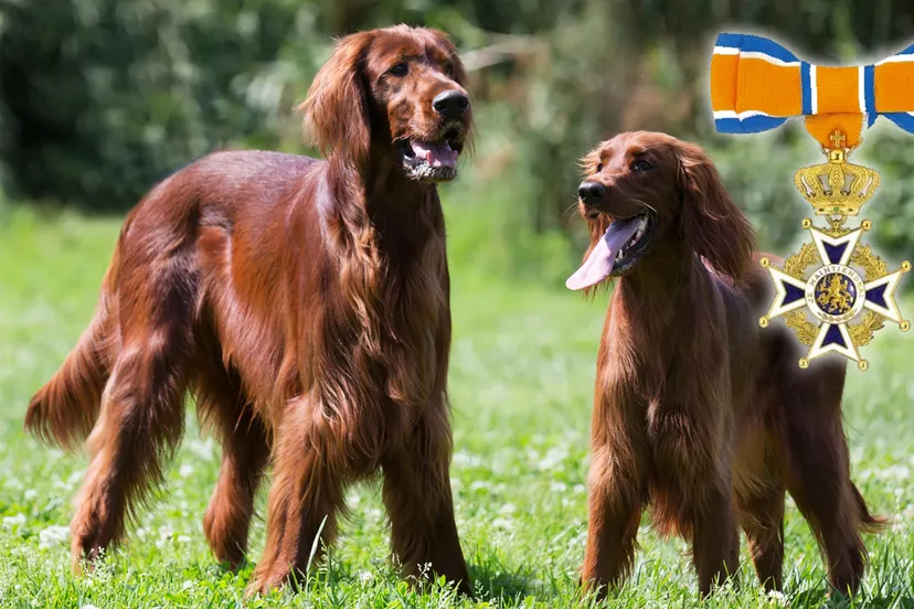 lintje en twee ierse setters