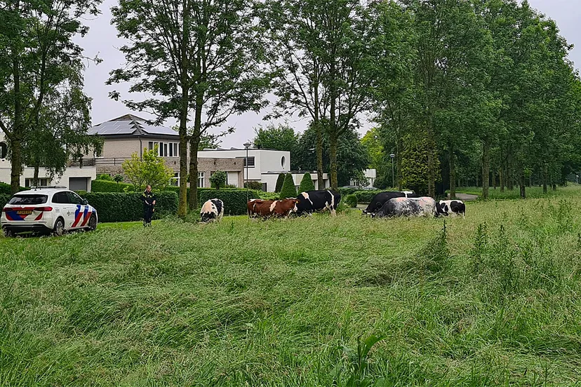 losgebroken koeien n276