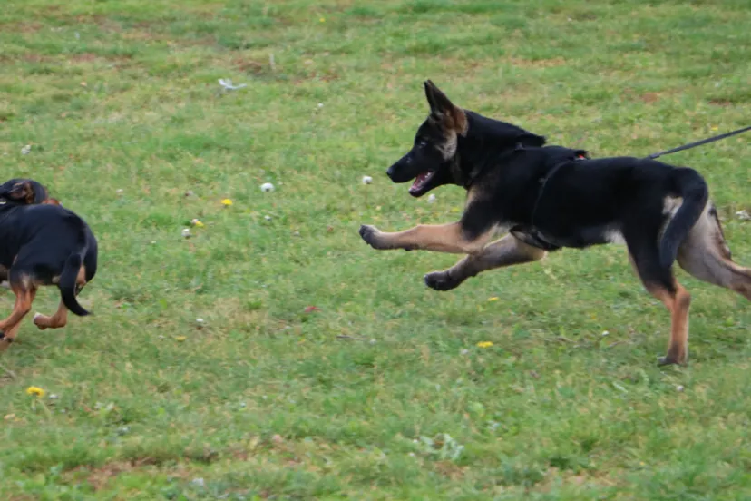 loslopende en aangelijnde hond