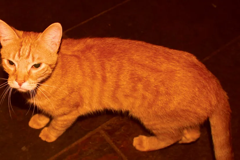 lxn5pvwucby733klycc6fgjmj poes rode kater oranje kater