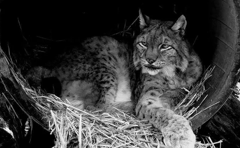 lynx jean kasteelpark born