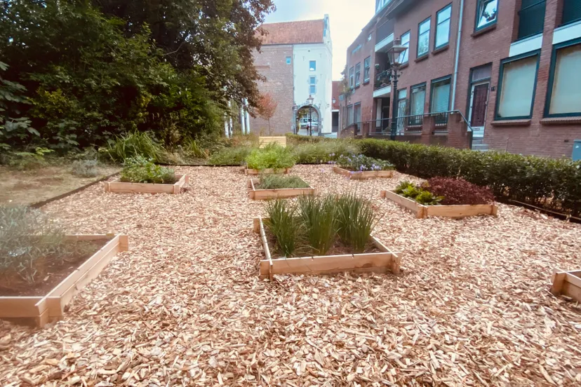 maatschappelijke moestuin