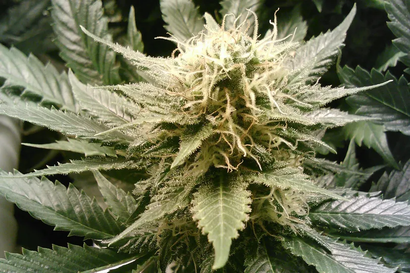 marijuana 269857 1920 cc 72 41