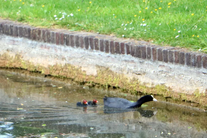 meerkoeten eendenvijver stadspark sittard