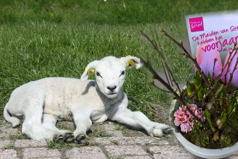 meiden voorjaar in de bol
