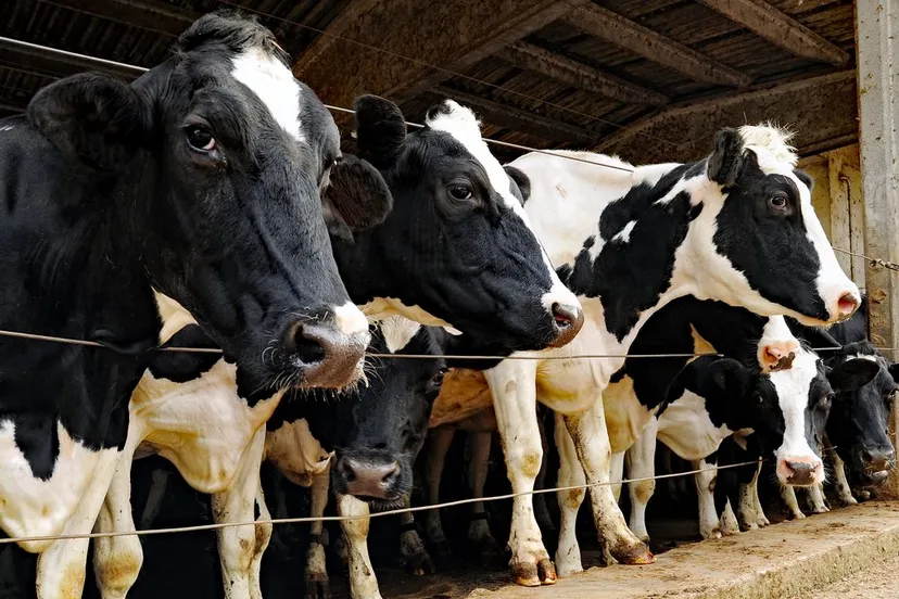 melkkoeien op stal