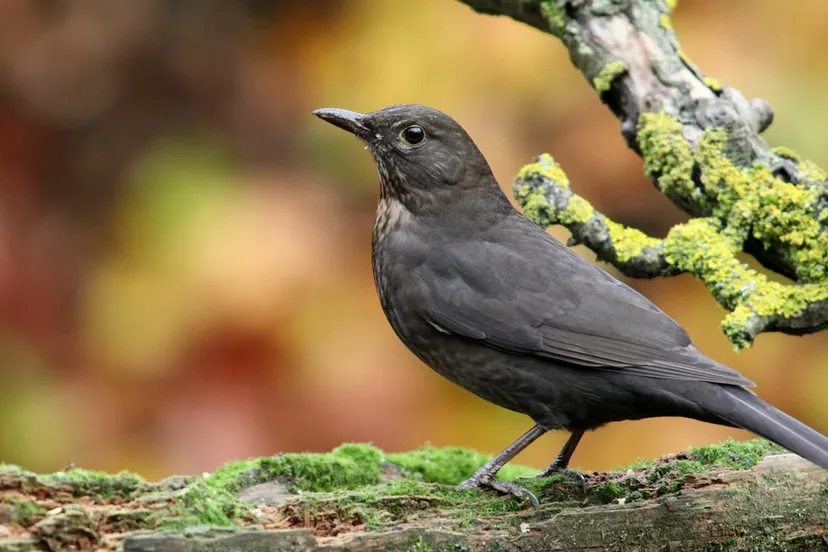 merel blackbird 205355 1920