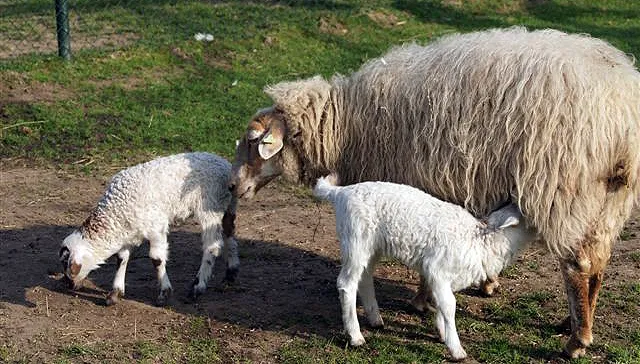 mergellandlammetjes 2012