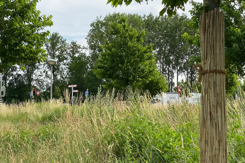 met rietmatten beschermde stammen van jonge kersenbomen