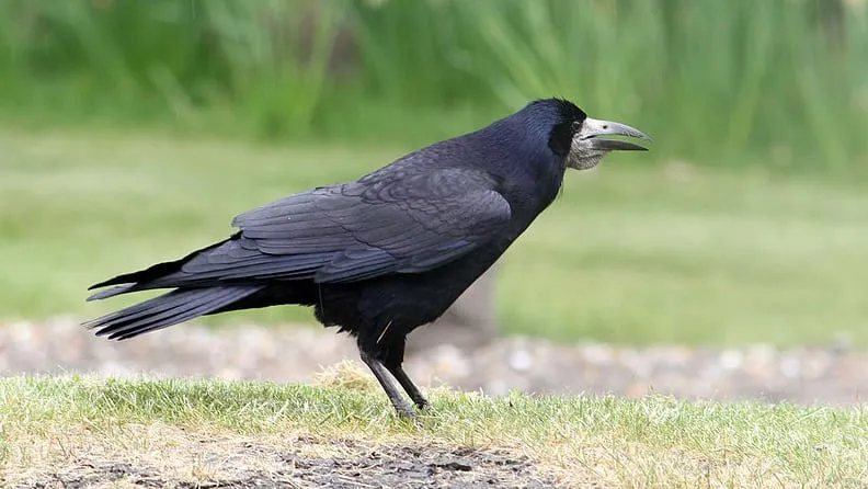 mnerlr3w9dp4crsn711gejlz6 roek martin addison cc by sa 2