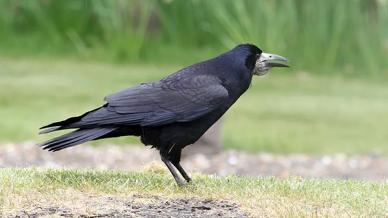 mnerlr3w9dp4crsn711gejlz6 roek martin addison cc by sa 2