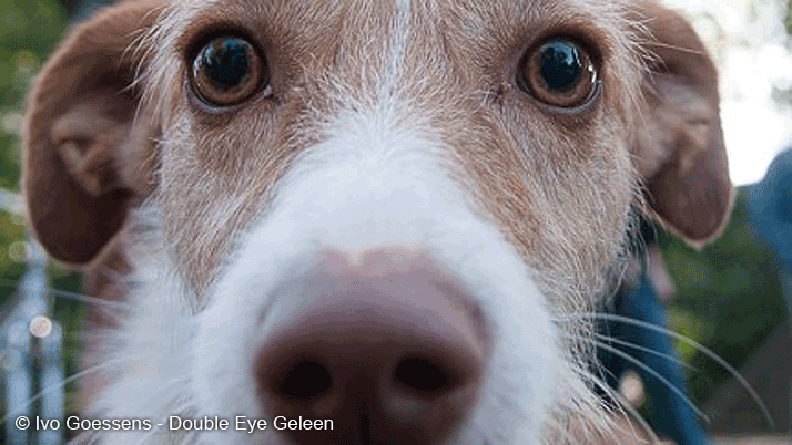 mno9ydxhf8jz76shn4vzcqcgm hondenuitlaatplek damenpark 0