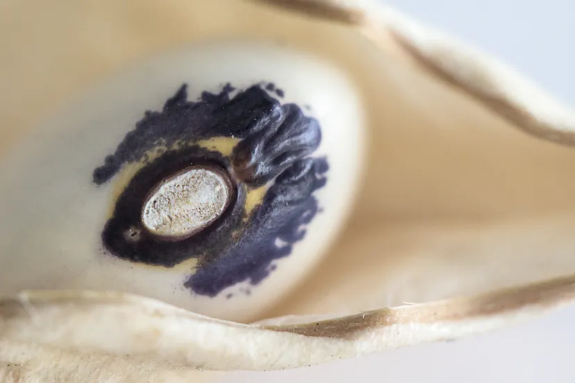 monstransboon cc0 via pixabay