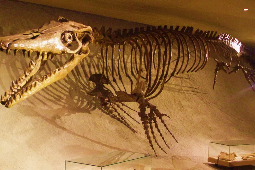 mosasaurus hoffmannii skeleton mosasaurus hoffmannii skeleton by ghedoghedo cc by sa 30