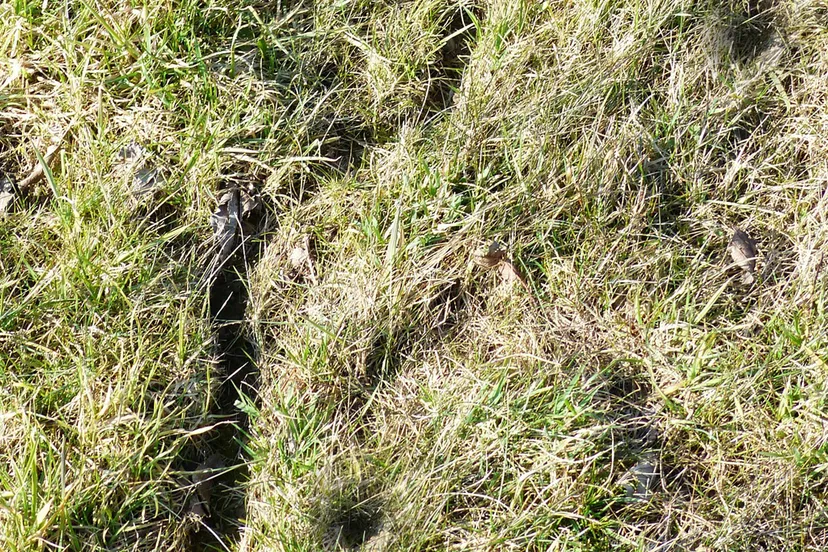 mouse path 100448 1920 muizen grasland plaag